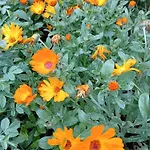 Casa vacanze Le Calendule,relax & Wine