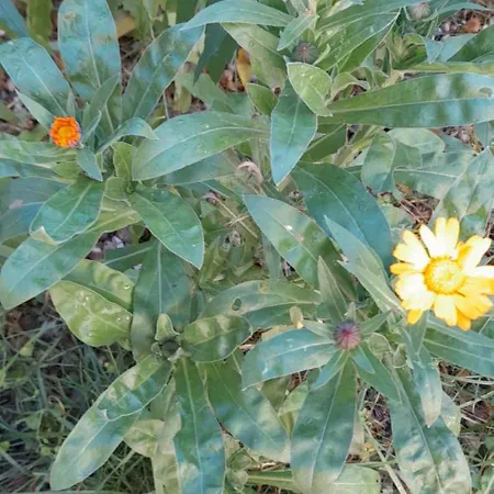 Le Calendule,relax & Wine