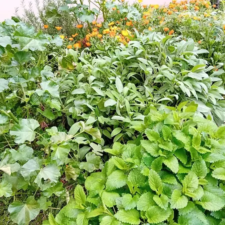 בית נופש Le Calendule,relax & Wine Strevi