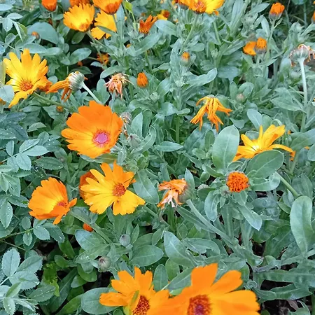 בית נופש Le Calendule,relax & Wine