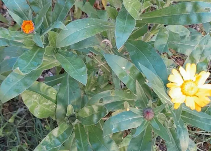 Le Calendule,relax Home&wine