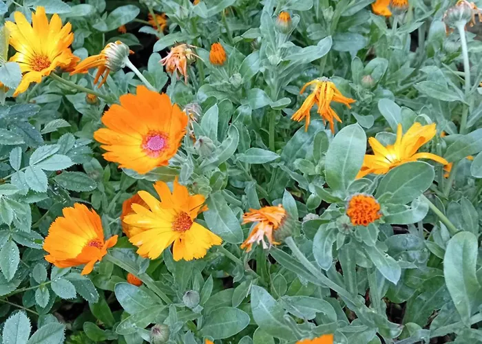 Hébergement de vacances Le Calendule,relax Home&wine